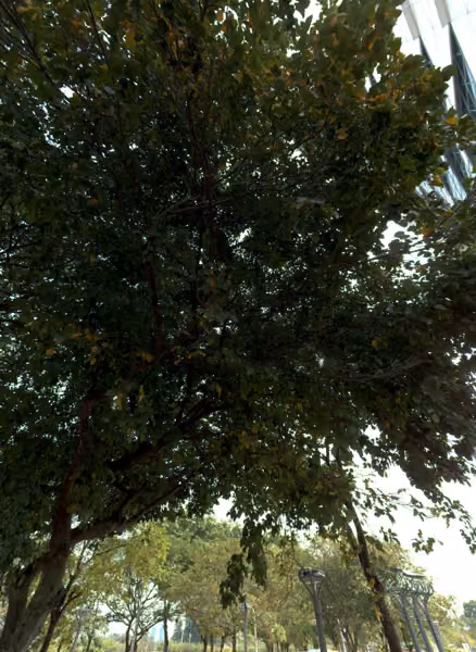 tree photo