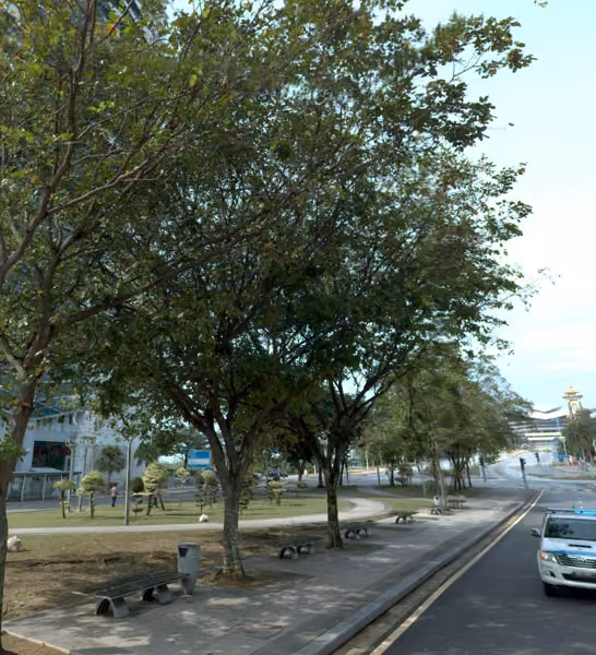 tree photo