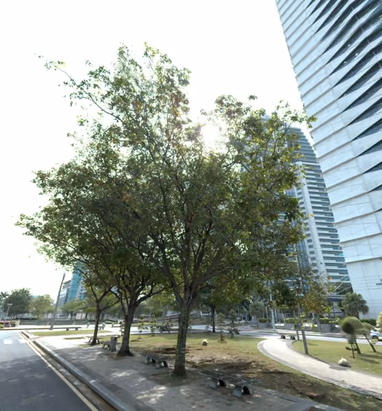 tree photo