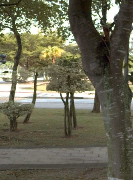 tree photo