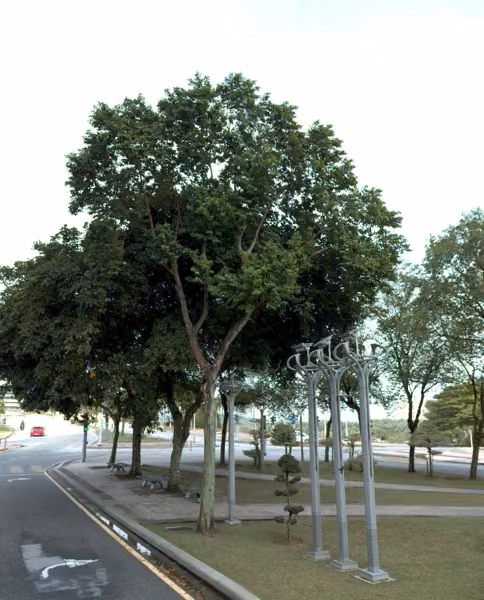 tree photo