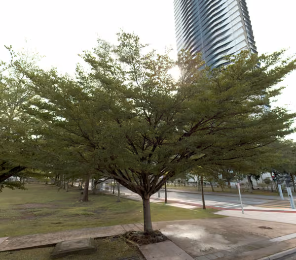tree photo