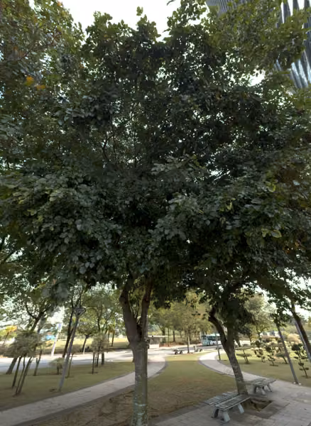 tree photo