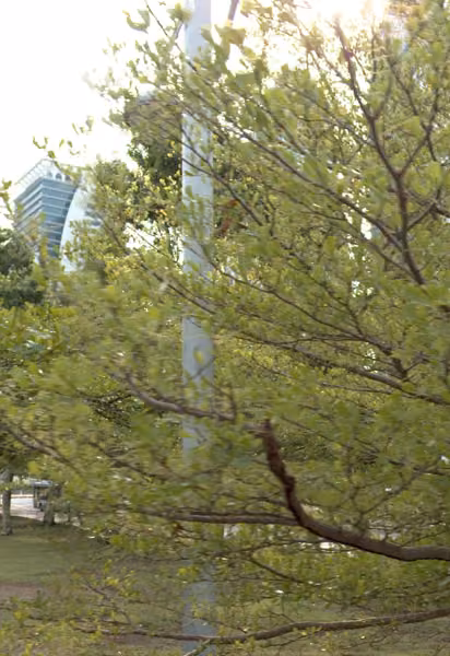 tree photo