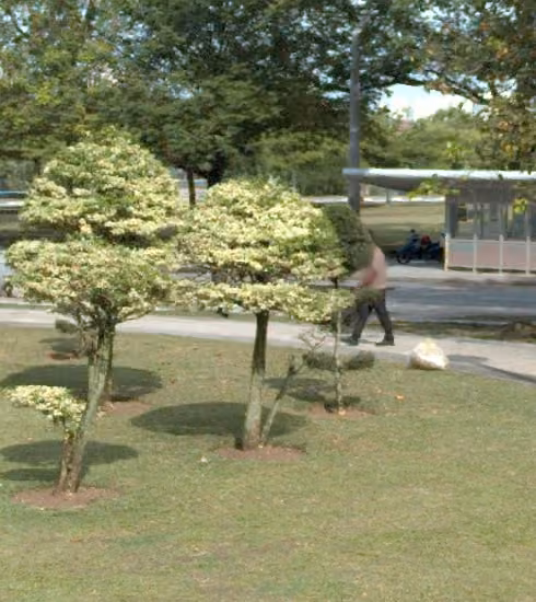 tree photo