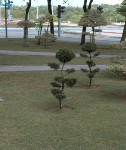 tree photo