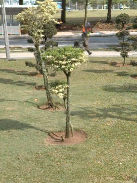 tree photo