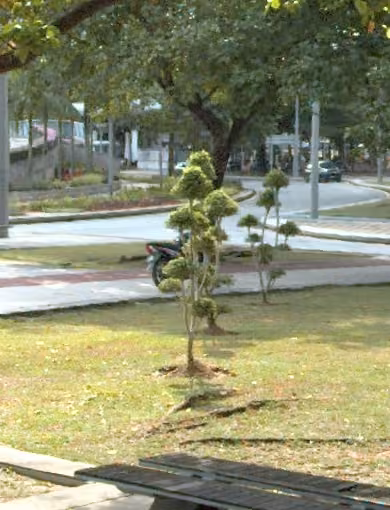 tree photo