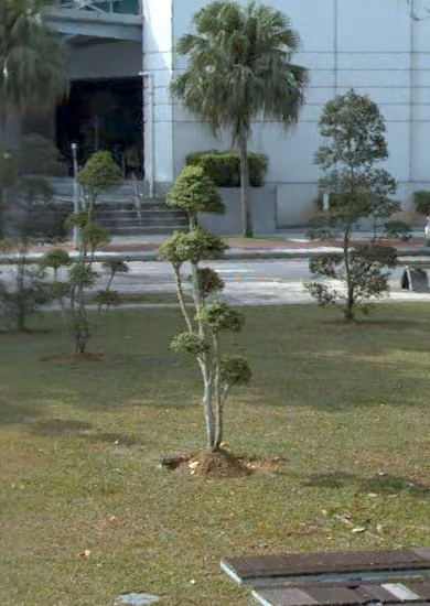 tree photo