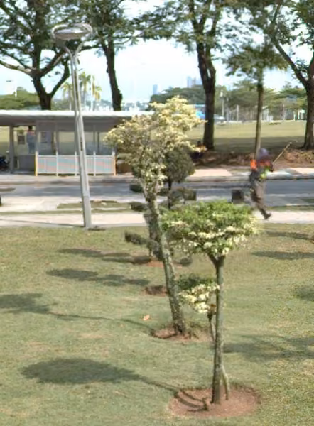 tree photo