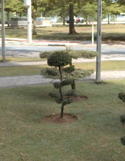 tree photo