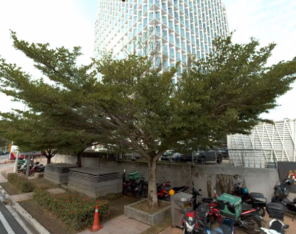 tree photo
