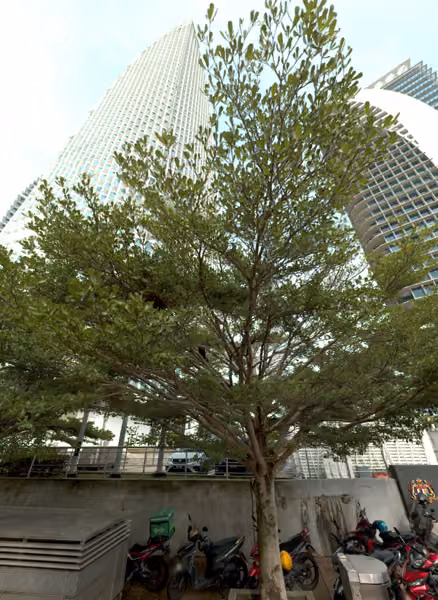 tree photo