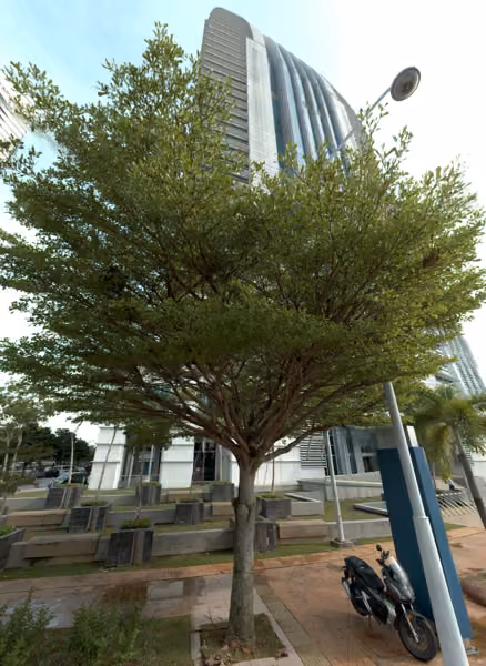 tree photo