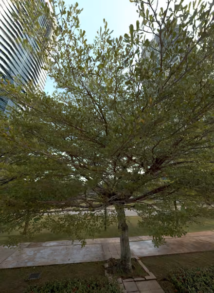 tree photo