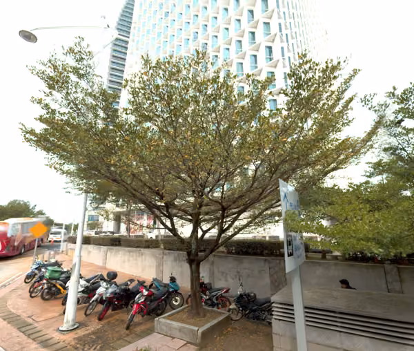 tree photo