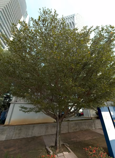 tree photo