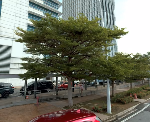 tree photo