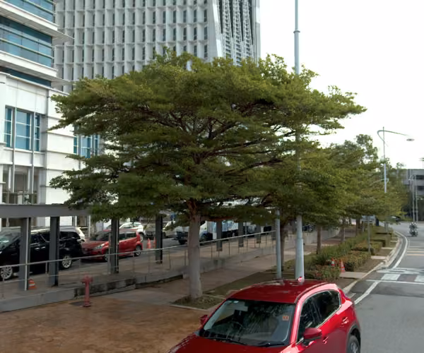 tree photo