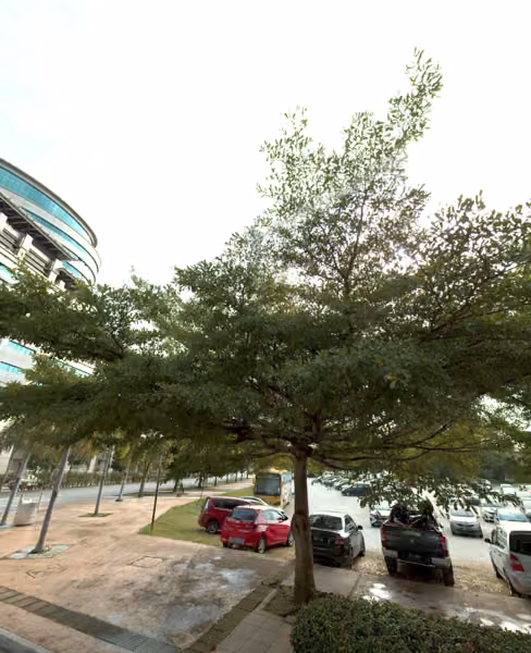 tree photo
