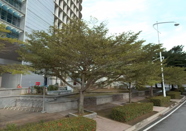 tree photo