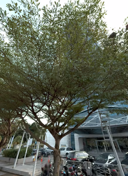 tree photo