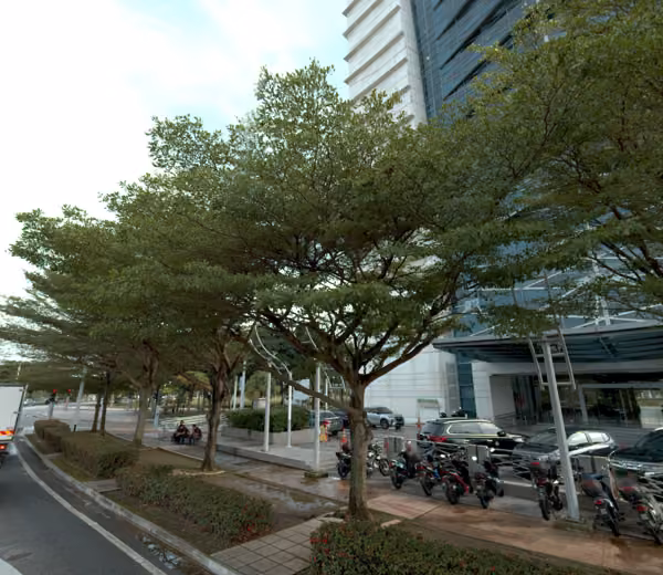 tree photo
