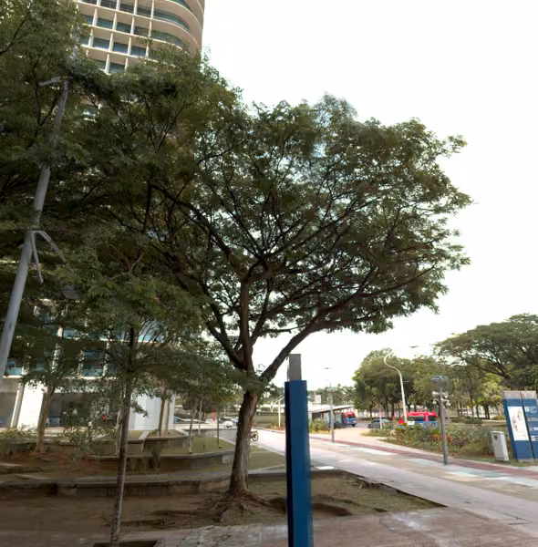 tree photo