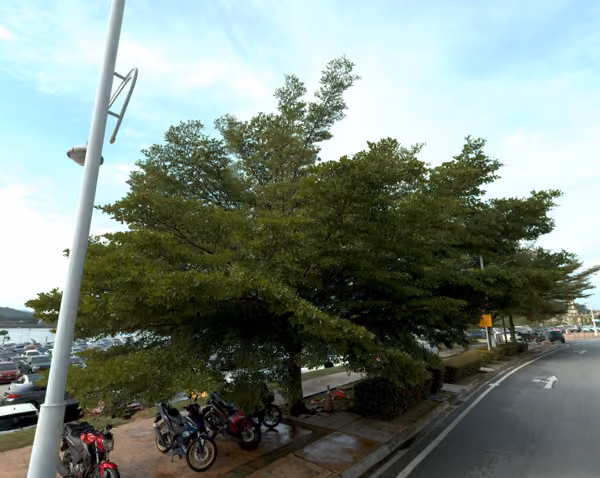 tree photo