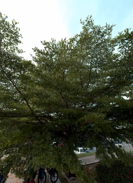 tree photo