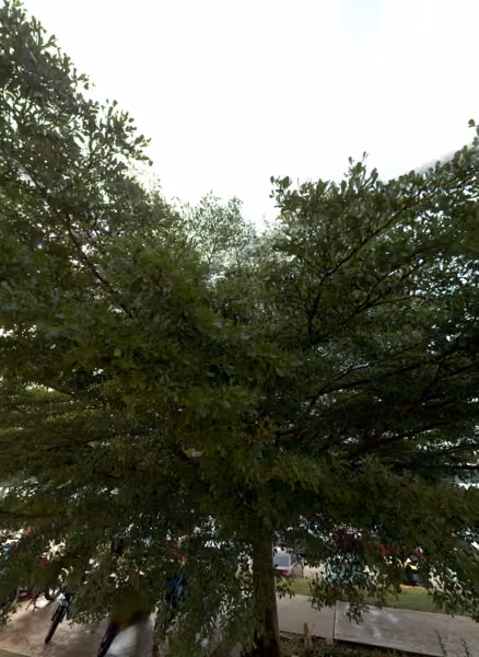tree photo
