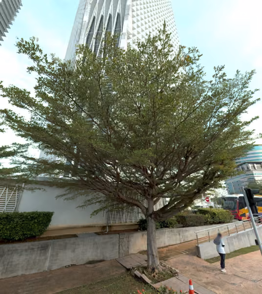 tree photo