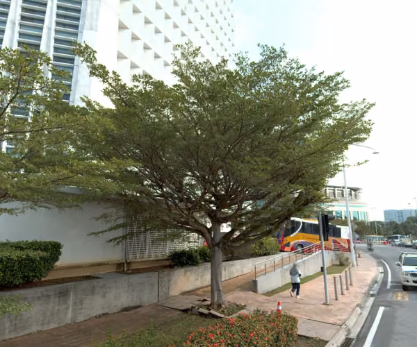 tree photo
