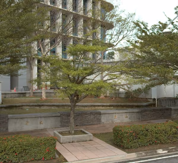 tree photo