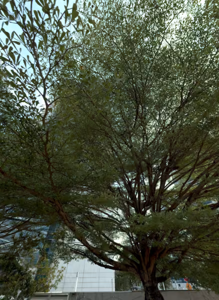 tree photo