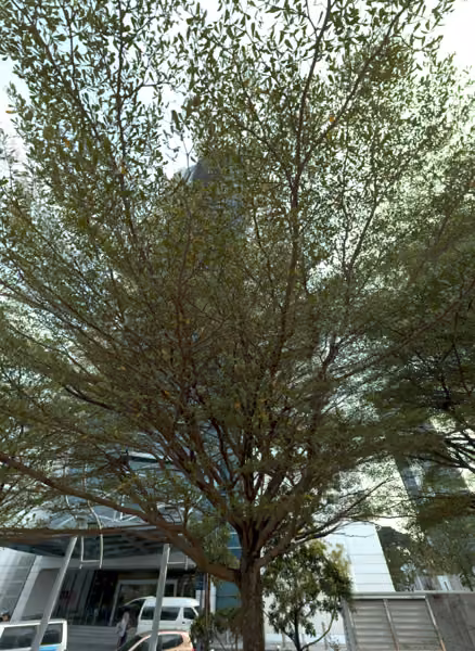 tree photo