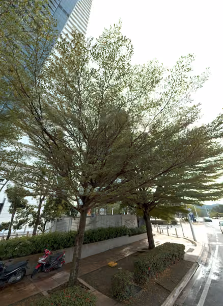 tree photo