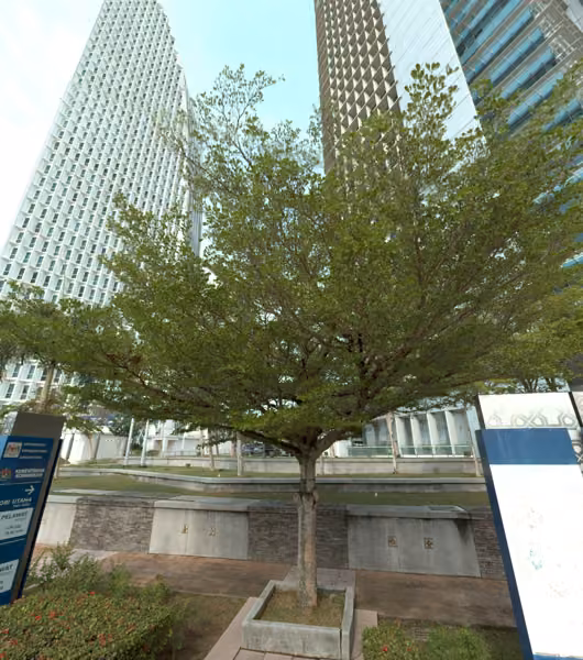 tree photo