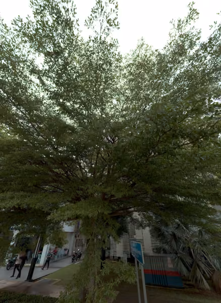 tree photo