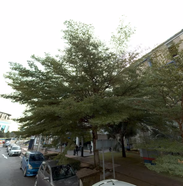 tree photo