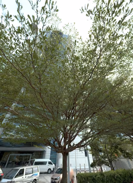 tree photo