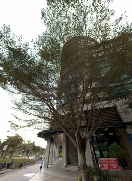 tree photo
