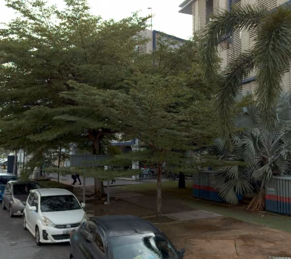 tree photo