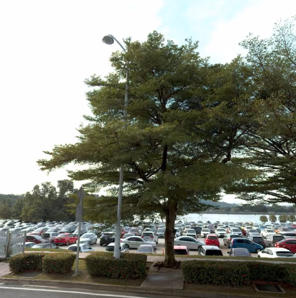 tree photo