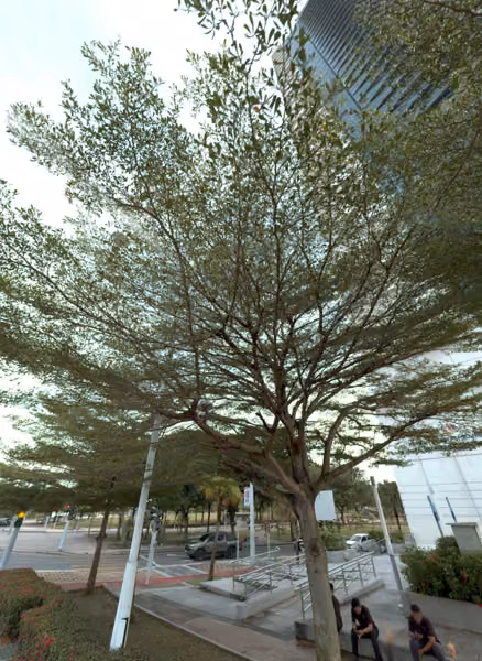 tree photo