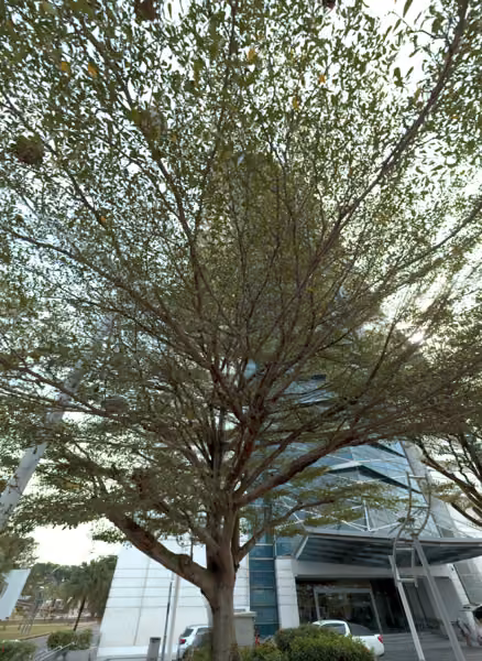 tree photo