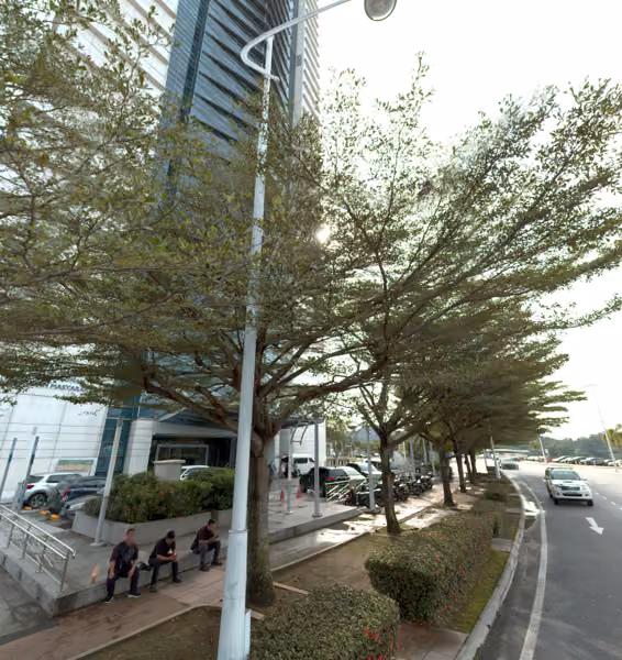 tree photo