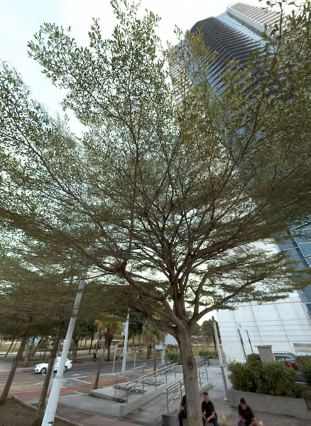 tree photo