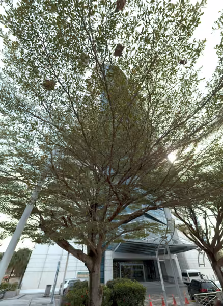 tree photo