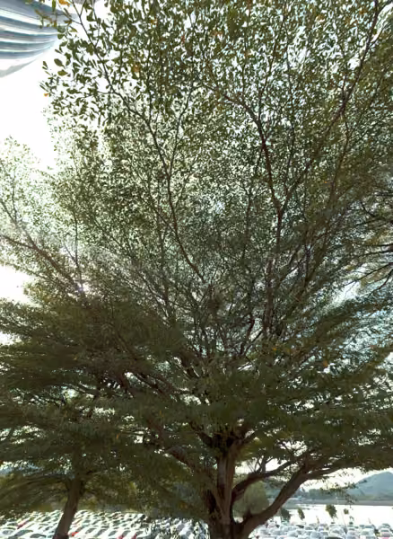 tree photo